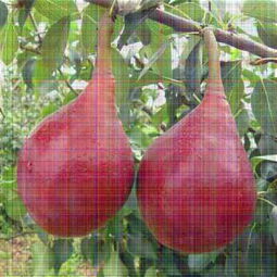 新聞資訊 2年梨樹苗價(jià)格 中梨1號(hào)梨樹苗 安徽種植間距 公司 歡迎您