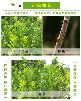 泰安李子樹苗價(jià)格及品種規(guī)格詳解：以1公分、2公分恐龍蛋李子樹苗為例