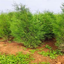 山東特選綠化苗木基地 1米與2米容器側(cè)柏價(jià)格及選購指南