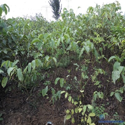 溫185核桃苗 鄭優(yōu)新品種，泰安旺運(yùn)苗木中心專業(yè)供應(yīng)
