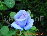 供應精品綠化苗木與綠籬 長沙縣跳馬鎮譚氏苗圃的專業苗木服務