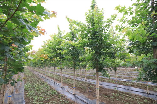 高溫多雨桑拿天，苗木養護管理全攻略