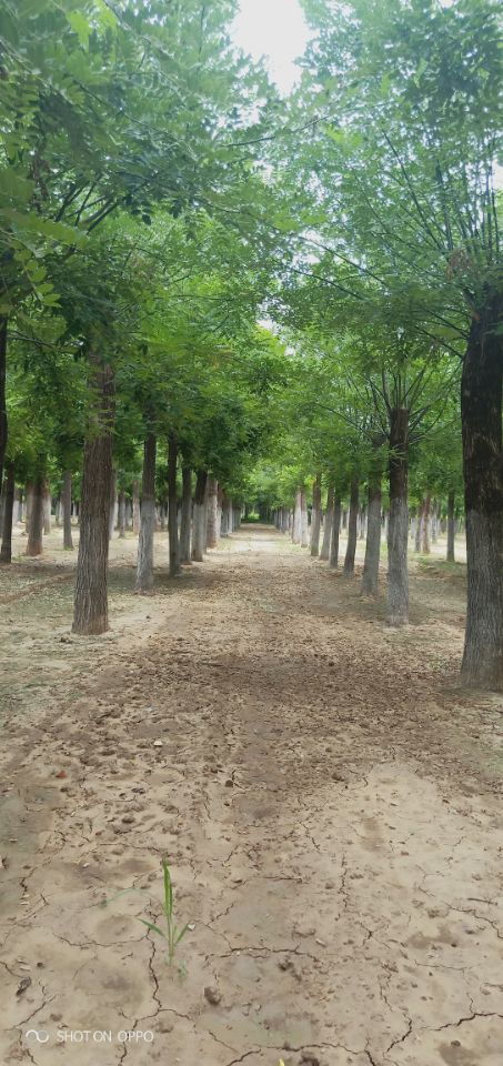 21公分白蠟博冉苗木誠信服務 專業苗木供應，品質保證