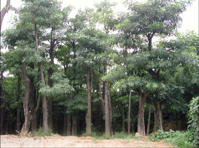 盆架子苗木批發指南 選購、養護與市場前景