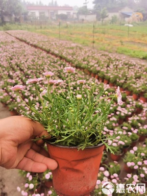 園林綠化優選 瑪格麗特工程苗基地直銷，高品質苗木待售