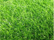 郴州市蘇仙區(qū)湘綠草皮苗木基地產(chǎn)品展示