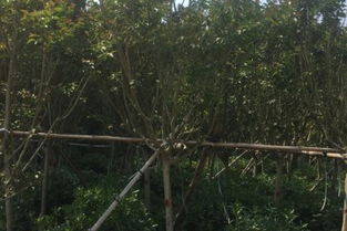 北京紫薇工程苗批發(fā)與銷售價(jià)格分析