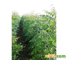 綠化苗木的選擇與養(yǎng)護(hù)要點(diǎn)