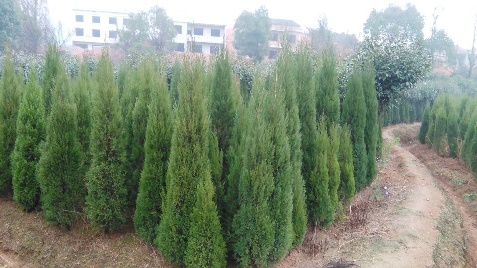 衡陽武岳苗木種植專業合作社 綠色產業的新標桿