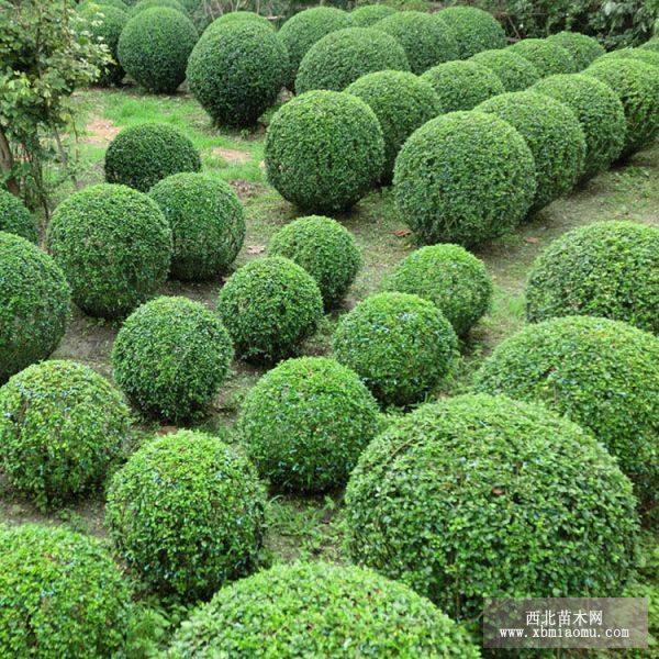 小葉扶芳藤與三葉五葉爬墻虎 常綠攀緣植物的園林應用與選擇